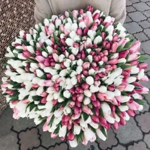 Букет из 501 белого и розового тюльпана